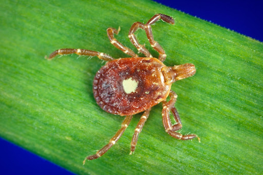 NJ Man Becomes Fatality Of Disturbing New Tick-Borne Illness That Causes Meat Allergy thumbnail