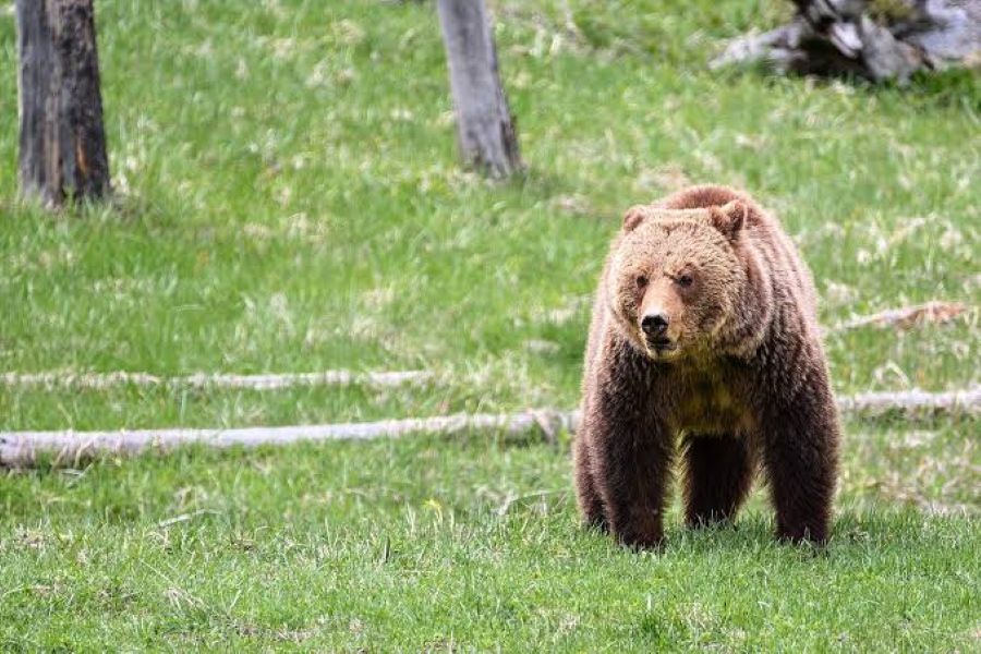 Superstar Athlete’s Father Killed By Bear